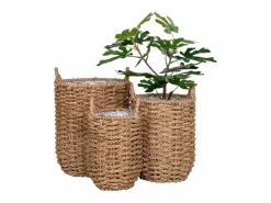 3 cestas de algas marinas naturales de Vietnam^ebuy24 Online