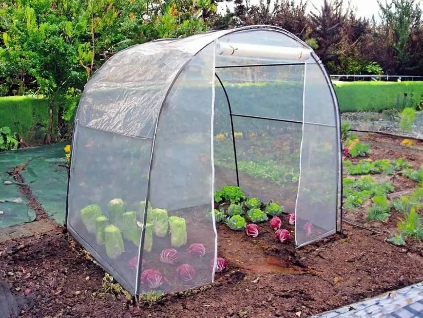 Buzz metallurgica Invernadero De Jardín|Invernadero de jardín tipo túnel 200 x 150 x h180 cm cubierta PVC plantas y flores Orto M