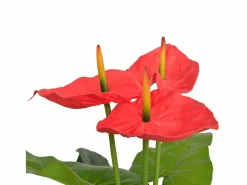 Planta artificial con maceta Anthurium 90 cm y Amarillo^ Online